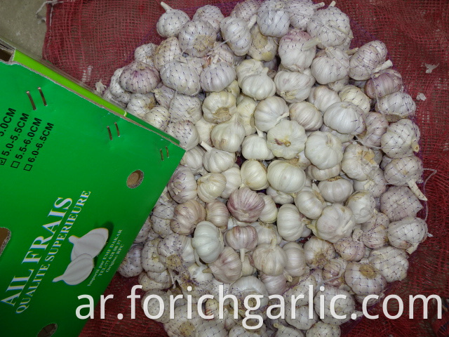 Crop 2019 New Normal Garlic